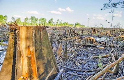 Enviva says it takes only “junk” wood from forests, but that includes bottomland hardwood forests that take many decades to regrow. (Courtesy of Dogwood Alliance May 2015)
