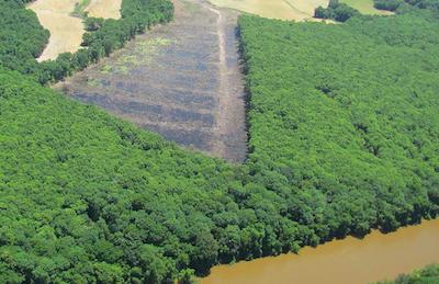 The dark color in this cut is standing water in a wetland adjacent to the Roanoke River. Environmentalists say this North Carolina cut included trees more than 100 years old, with some and possibly most going to an Enviva pellet mill. (Southern Environmental Law Center 2013)