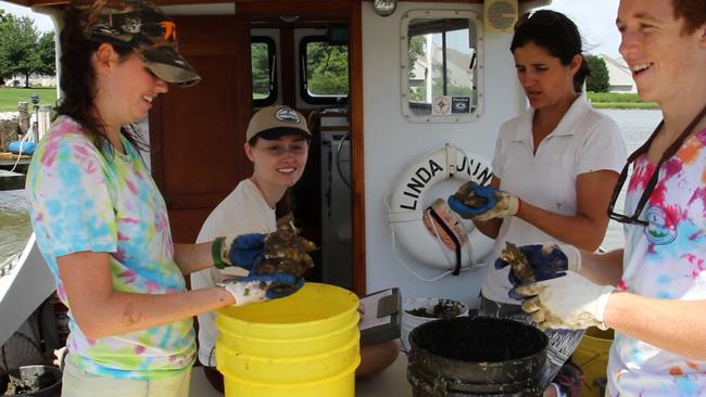 Elle O’Brien, Natalie Costanzo, Emily Harris and Dylan Taillie counting oysters