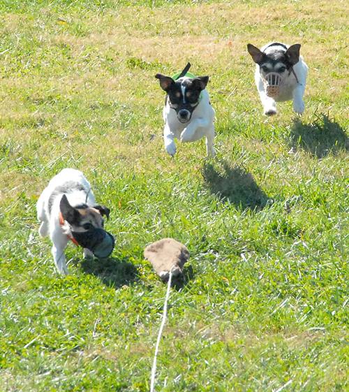 terrier-races