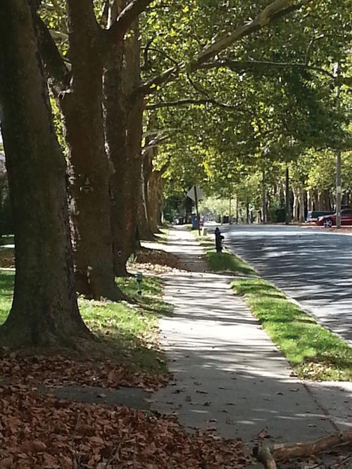  Pictured are Easton’s tree-lined streets, the focus of a free Walking Tour of the Unique Trees of Easton, sponsored by Brookletts Place – Talbot County Senior Center and led by Tree Keepers Consulting Arborist, Robert Stanley.