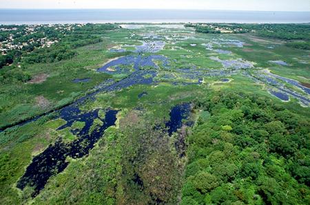 Wetlands_Cape_May_New_Jersey