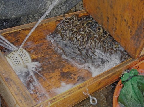 Juvenile eels, or elvers, travel up a ramp during a passage study at Conowingo Dam. (MD Fishery Resource Office of the U.S. Fish & Wildlife Service)
