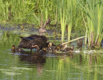 The American Black Duck is one of the most threatened Chesapeake waterfowl species and is used as an “indicator species” for many conservation efforts