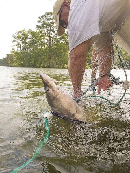 Biologists recently netted several adult sturgeon on the Marhyhope. The endangered fish were thought gone from Maryland Rivers. Dave Harp photo for Bay Journal News Service.
