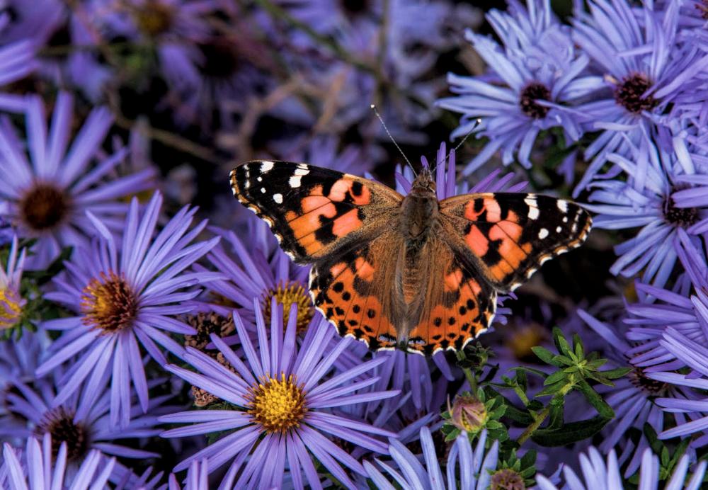 Native asters. Photo by Josh Taylor Jr.