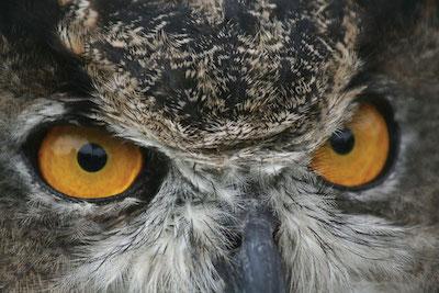 Meat-eating birds, like this great horned owl, may stay put if enough prey is available. (Susan Rachlin / U.S. Fish and Wildlife Service)