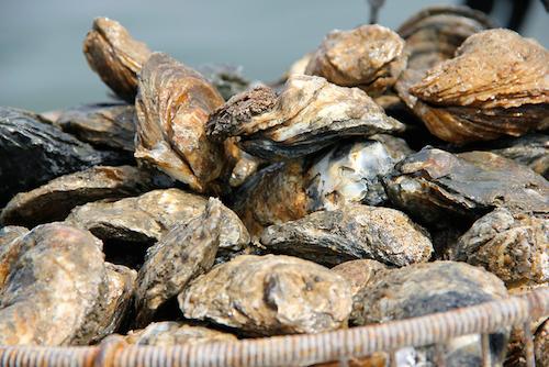 Maryland Oyster Advisory Commission recommends resuming restoration work in the Tred Avon River, but with conditions aimed at easing watermen's complaints.