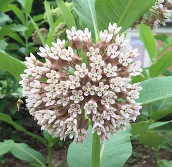 A major factor in the decline of monarch butterflies is the scarcity of its only caterpillar host plant: milkweed. (Rona Kobell)