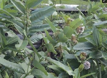A bed of milkweed may not look like much at first, but when it blooms watch the insect action. (Rona Kobell)