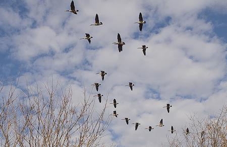 Canada geese fly over the Anacostia River near the National Arboretum in 2012. (Dave Harp)